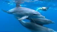 Mozambique dolphins