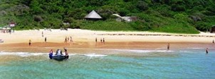 Mozambique Dolphins