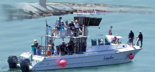 Whales watching boat tour