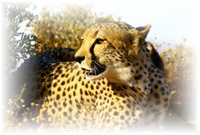 Game Park Safaris Tours 