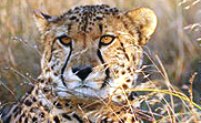 Game Park Safaris Tours 