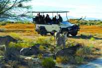 Day Tour Game Safari Cape Town