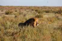 Game Park Safaris Tours 