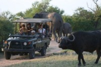 Kruger Park Big 5 Game Safari Tours