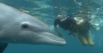 Mozambique dolphins