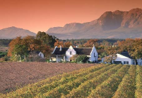 Cape Winelands Stellenbosch Tour 