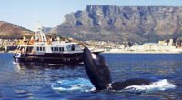 Whales watching boat tour